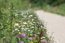 Rundweg In den Wischen